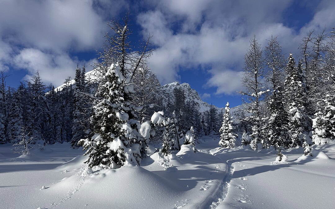 Skin track across deep snow in a flat meadow with snow-laden trees.