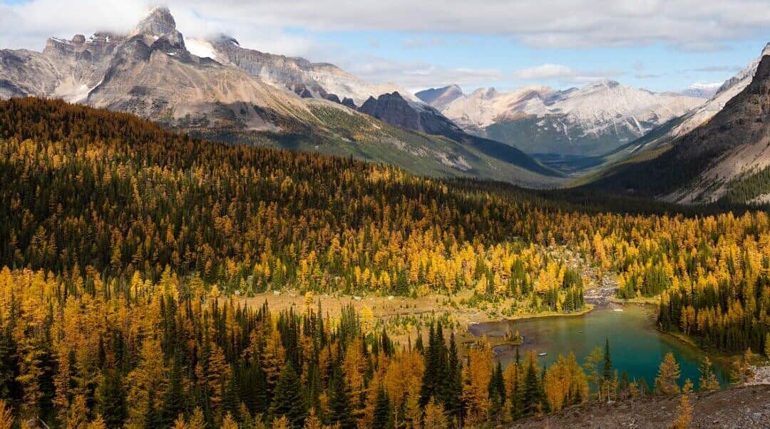 A fall journey in Kananaskis Provincial Park with larch trees in golden colours