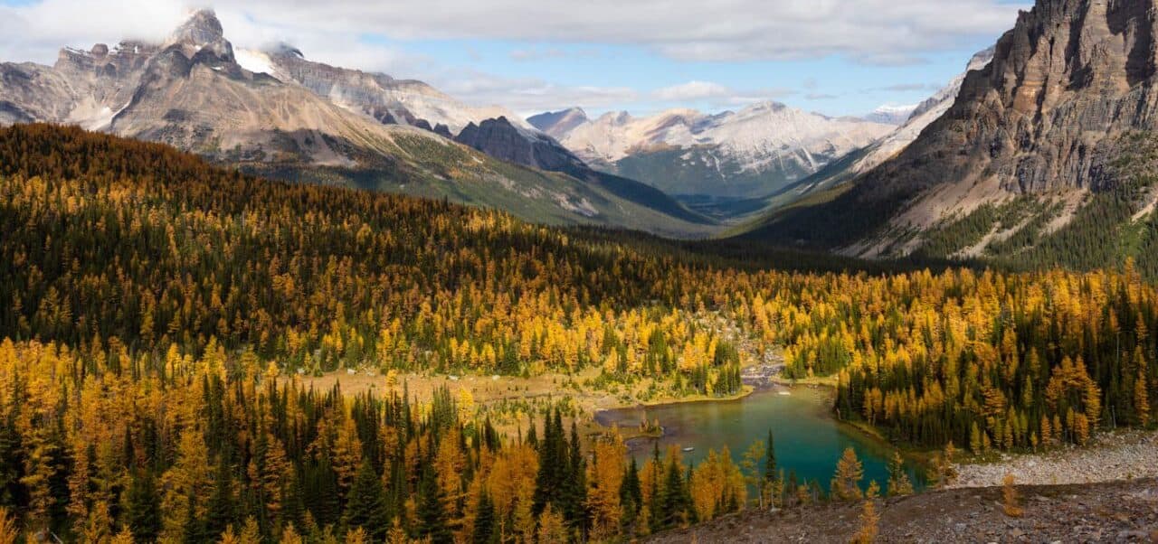 A fall journey in Kananaskis Provincial Park with larch trees in golden colours
