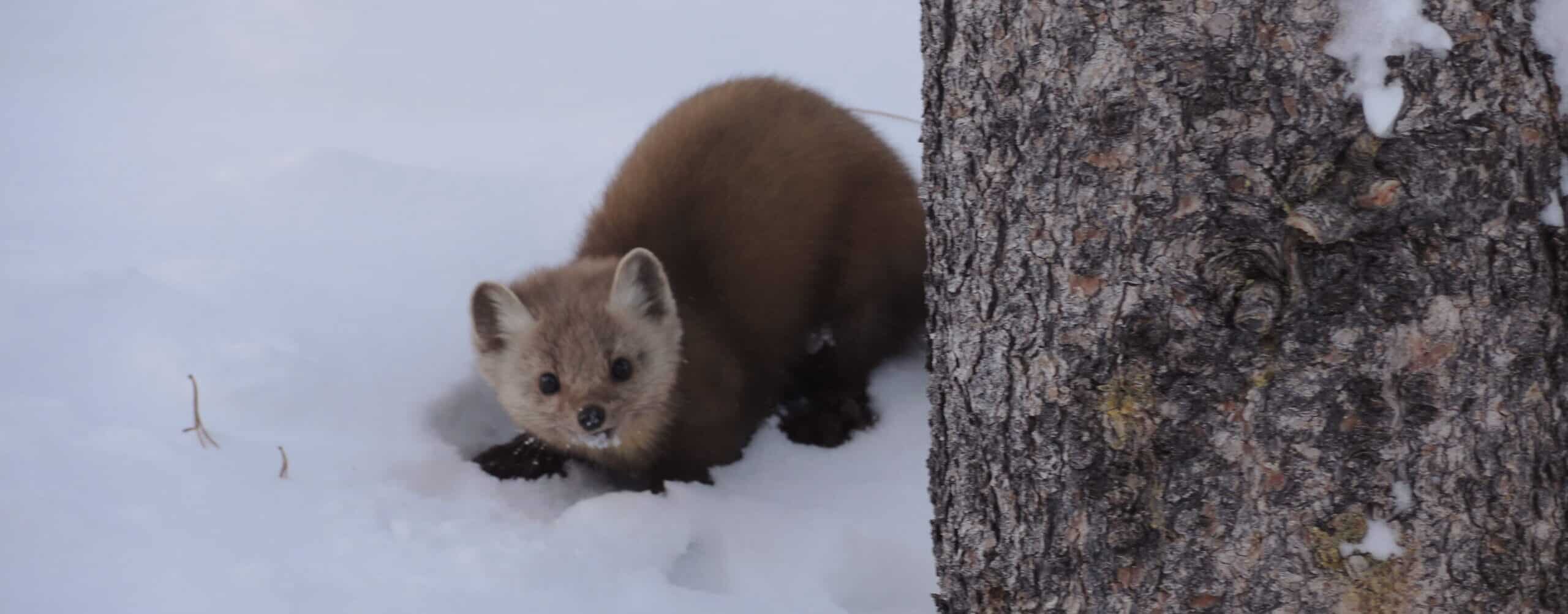 Curious marmot beside a tree in the Canadian Rockies, watching the trail.