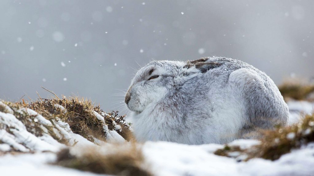 Snowshoe hare in winter camouflage on a guided interpretive snowshoe tour