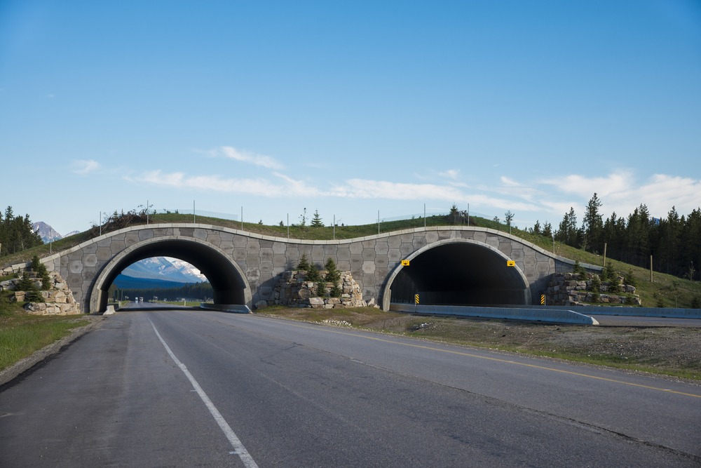 Wildlife crossing over the TransCanada Highway in Banff