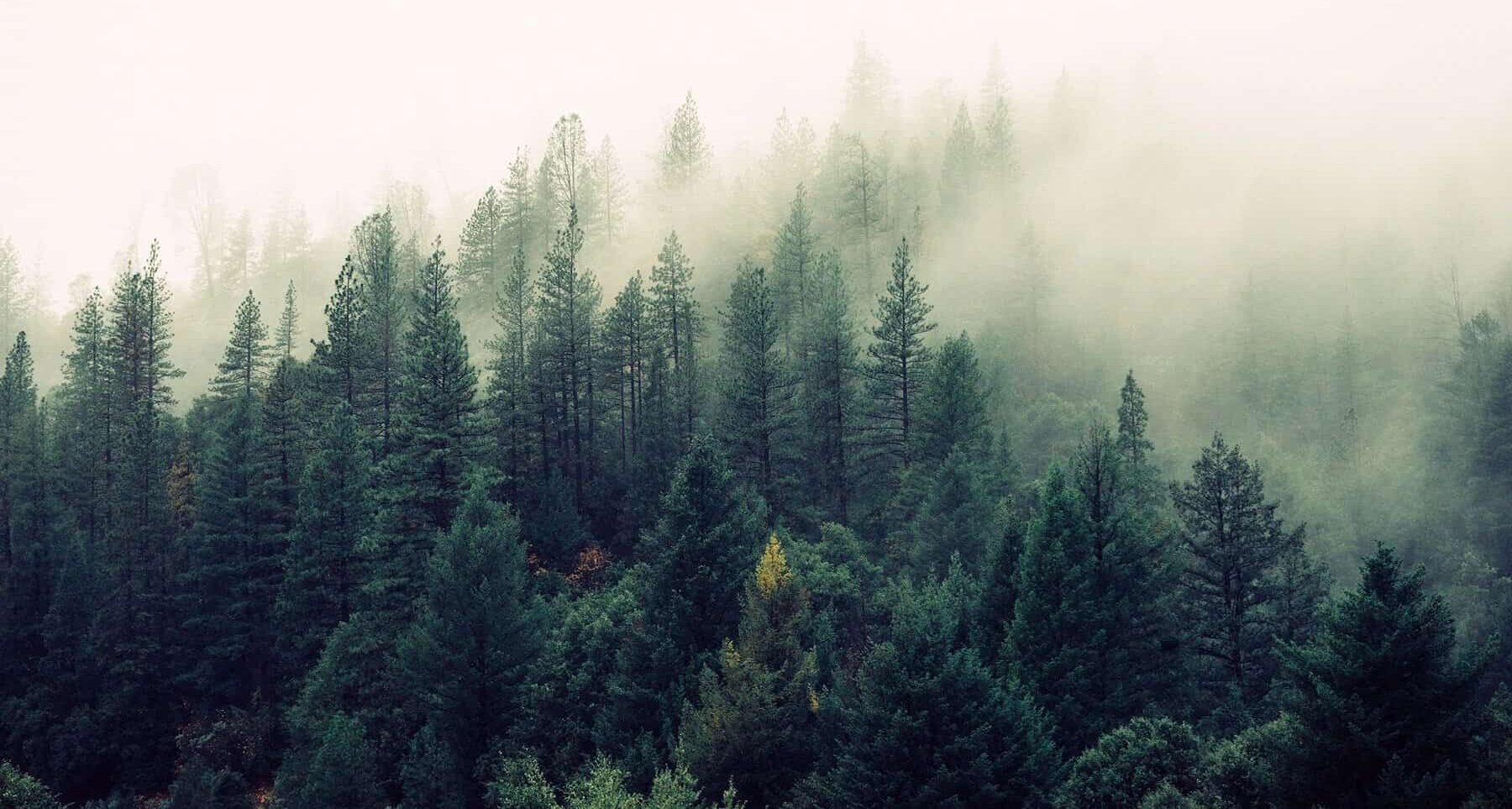 Soft morning fog moving through a quiet forest trail in Banff National Park