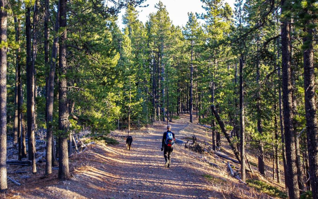 Hiking the Fullerton Loop trail in Bragg Creek