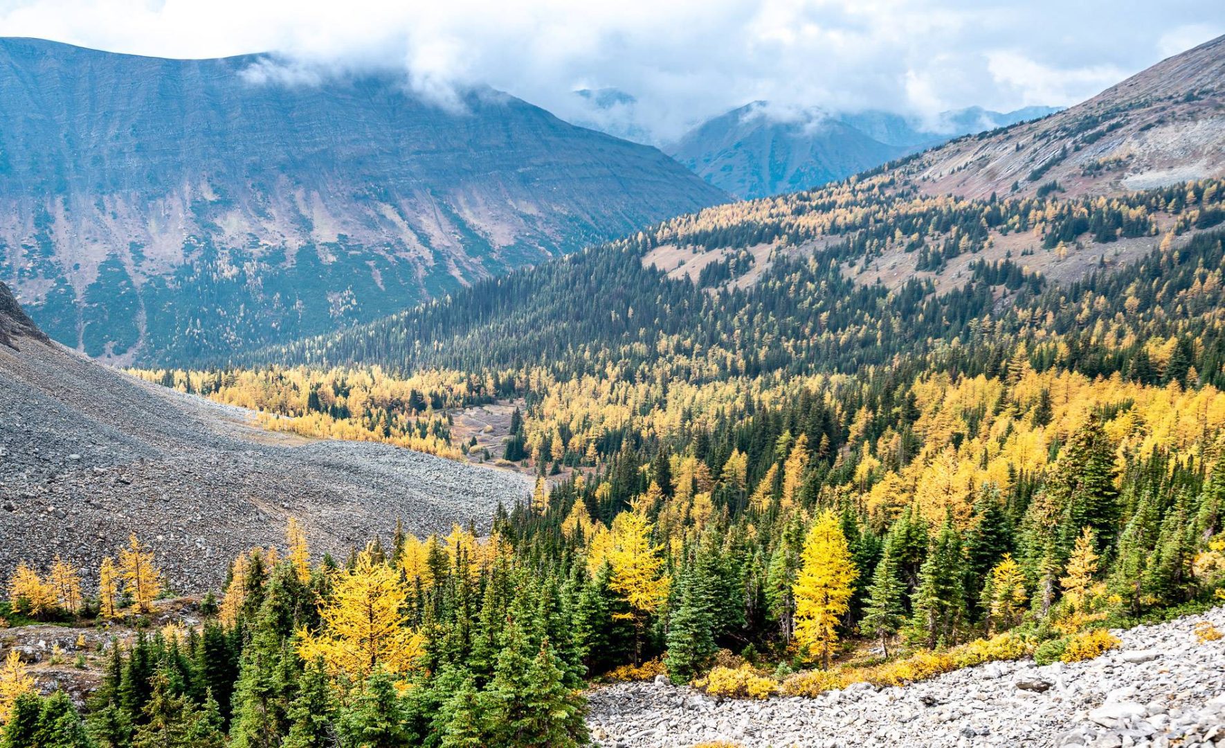 Larch-season alpine scenery at Arethusa Cirque in Kananaskis