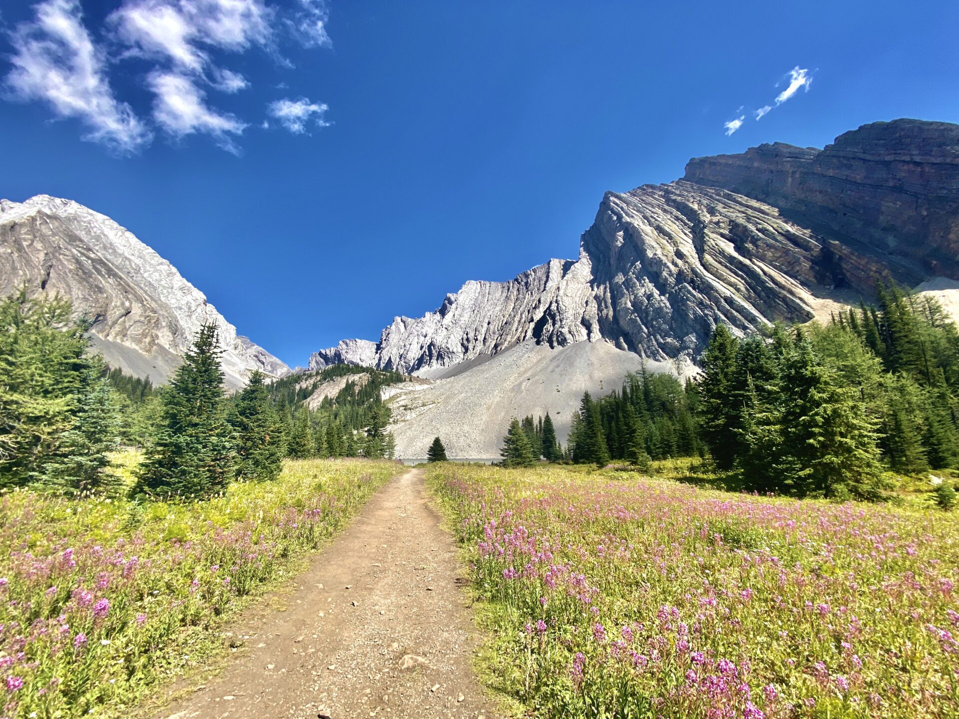 Forest and meadow trail leading toward Chester Lake in Kananaskis