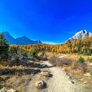 Parker Ridge Half-Day Guided Hike