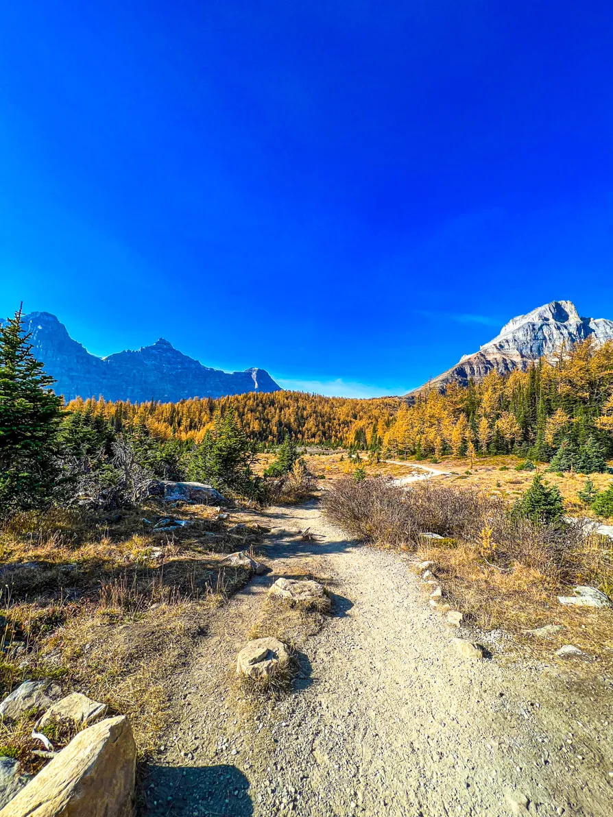 The hiking trail through larch valley