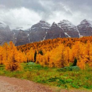 Larch Valley Half-Day Guided Hike