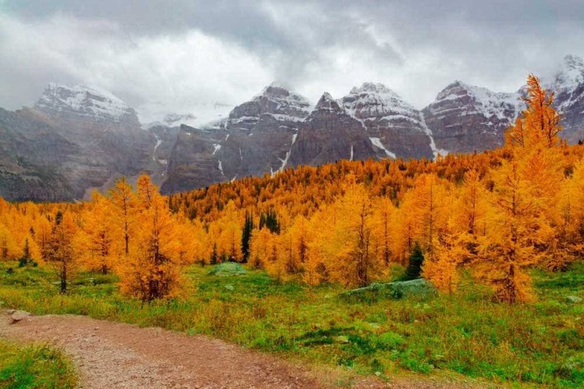 Larch valley with dramitic golden color