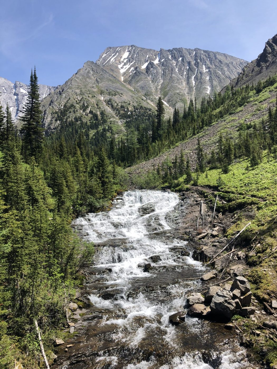 Forest trail approaching Rummel Lake in Kananaskis
