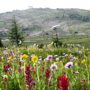 Sunshine Meadows Half-Day Guided Hike