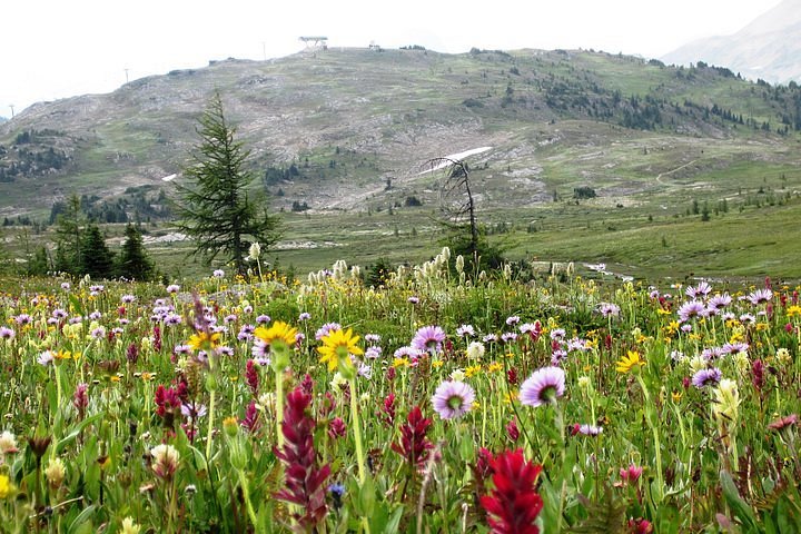 Beautiful mountain flowers at Sunshine Meadows
